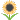 :294_sunflower: