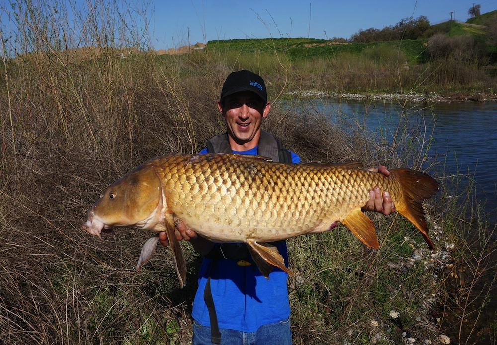 Common-Carp-in-the-Central-Valley.jpg