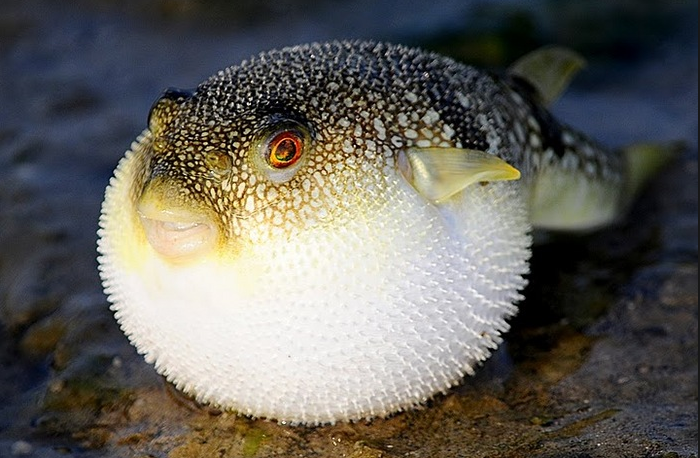 fugu-fish.png