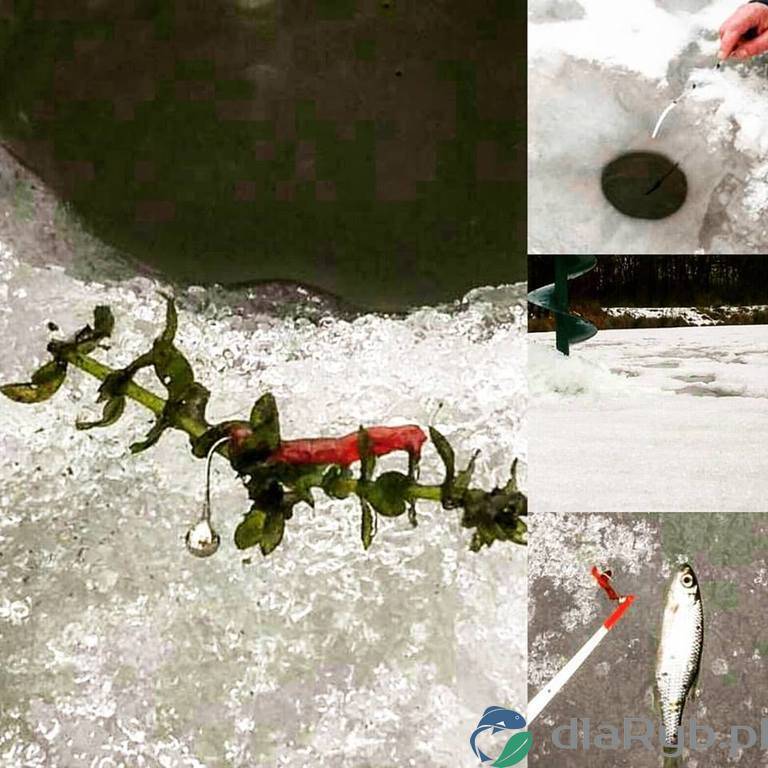 Wędkarstwo z lodu - Januszno